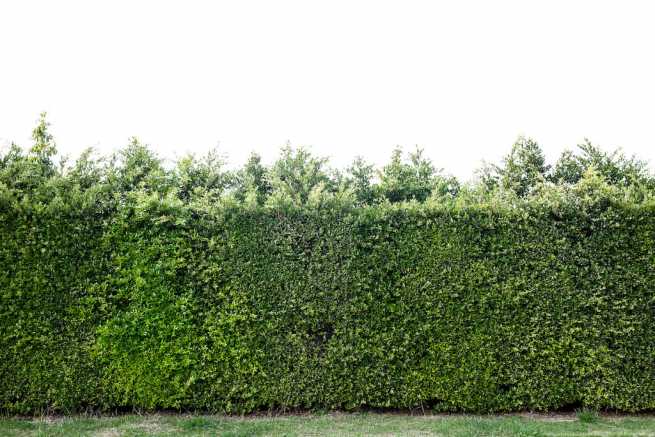 Pożar u sąsiada zniszczył mój żywopłot, czy mogę żądać odszkodowania?