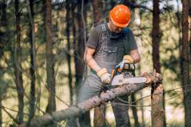 Wycięcie drzew samosiejek z działki i przywrócenie ziemi do użytkowania rolniczego